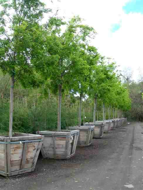 small tree at nursery