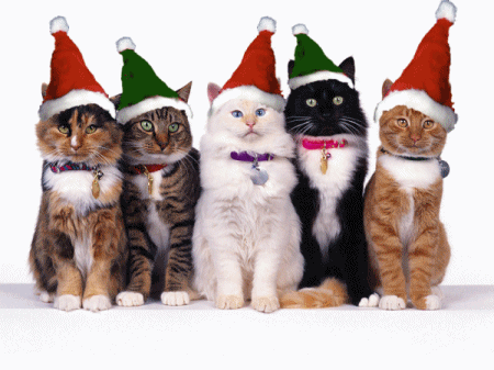 Merry Christmas Cats