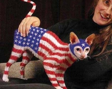 american flag on a cat, U.S. economy