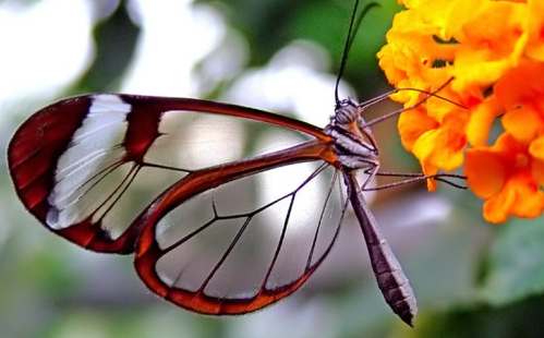 butterfly in garden