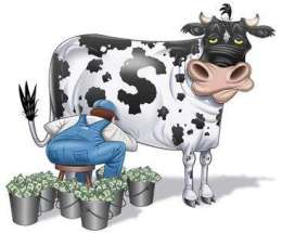 Cash Cow