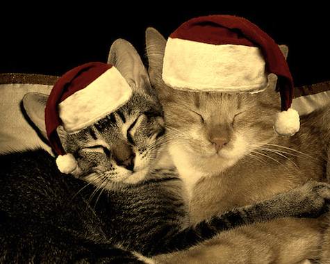 merry christmas cats 2009