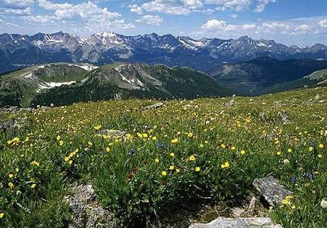 Colorado meadow