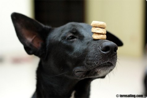 how much debt do you have, dog cookies