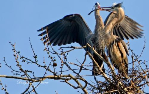 home remodeling, money, build a nest