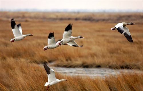 snowgeese