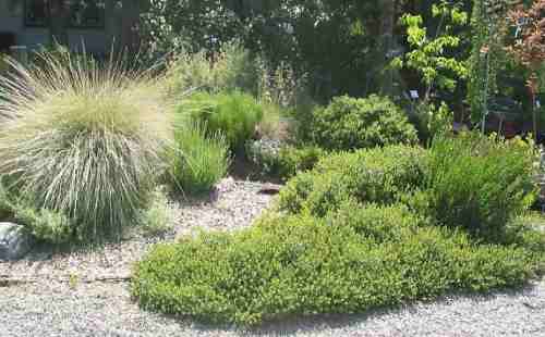 native plant garden