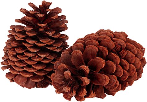 pinecones