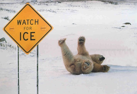 Polar Bear slip