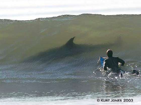 shark in a wave