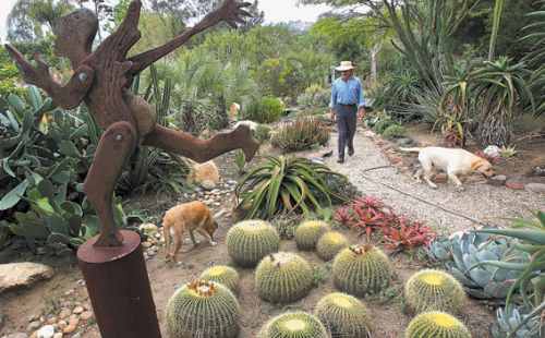 succulent garden