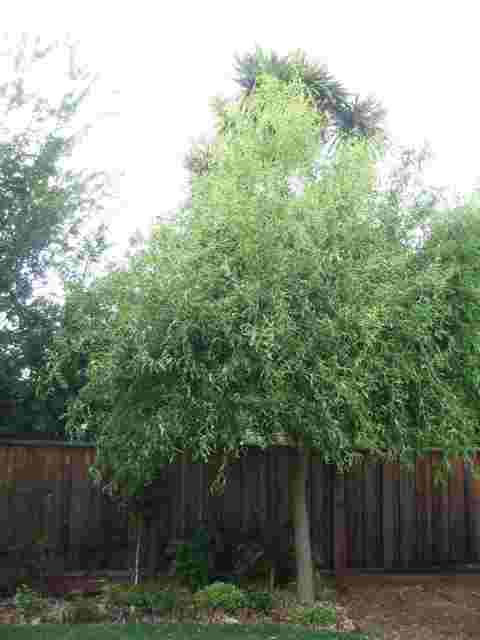 willow tree in spring