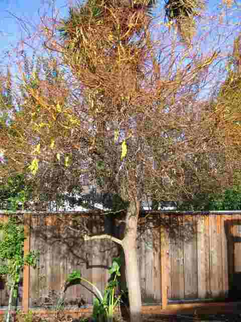 willow tree in winter